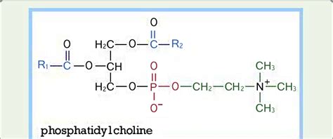 Structure of Phosphatidylcholine (http://www.rpi.edu/dept/bcbp/... | Download Scientific Diagram