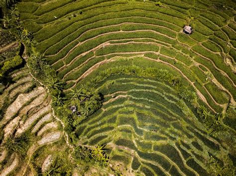 Bali Rice Fields – Dreamy Bali Rice Terraces that Will Take Your Breath ...