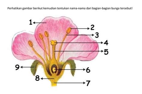 Detail Gambar Bunga Lengkap Beserta Bagian Dan Fungsinya Koleksi Nomer 20