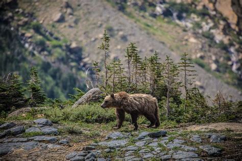 5 Best U.S. National Parks to See Grizzly Bears (Or Brown Bears)