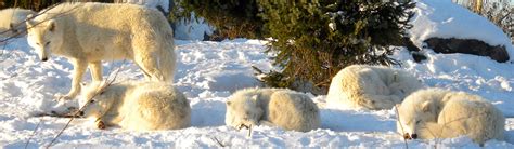 Wolf (Arctic) - Breeding | Young People's Trust For the Environment