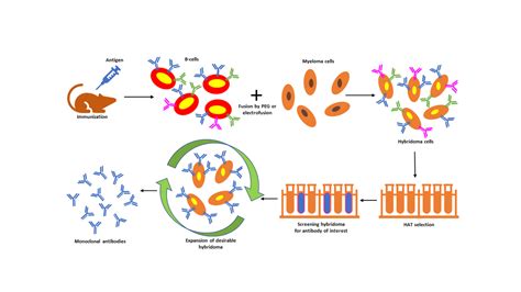 Understanding Hybridoma Technology for Monoclonal Antibody Production ...