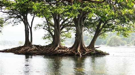 Shivanasamudra Falls: Photos, Nearby Places & How To Reach