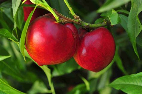 Dwarf Nectared Nectarine - PlantNet® Australia