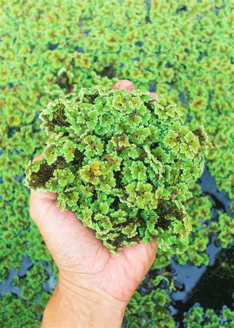 Premium Photo | Green floating Azolla Pinnata or Azolla microphylla at organic farm Azolla ...