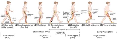 Physical Examination: Gait | Epomedicine | E-Portal Of Medicine | Physical therapy assistant ...