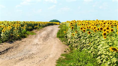 Sunflower fields landscape | Stock image | Colourbox