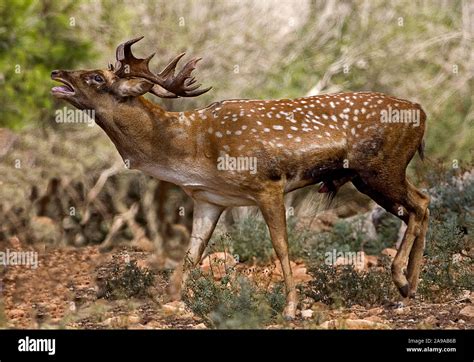 Male Mesopotamian Fallow deer (Dama mesopotamica) AKA Persian Fallow deer, flaming during ...