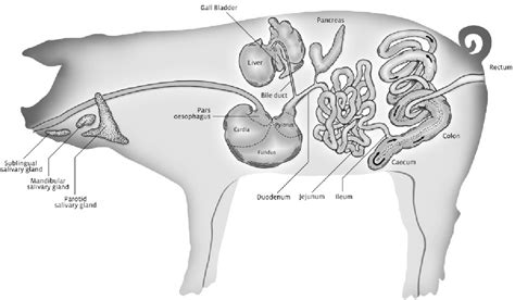 The digestive system of the pig | Semantic Scholar