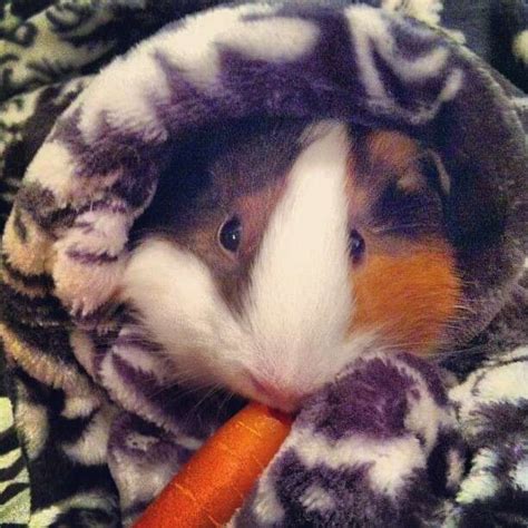 14 Squeaky Clean Guinea Pigs Soaking Up A Good Bath - The Dodo