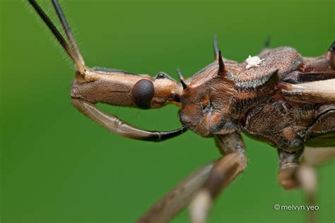 Melvyn's Photography: Reduviidae, Assassin Bug