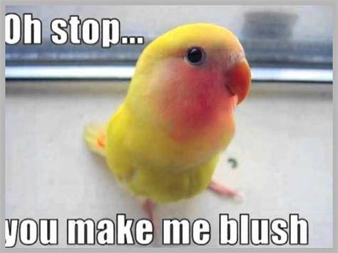 36 Funny Bird Memes