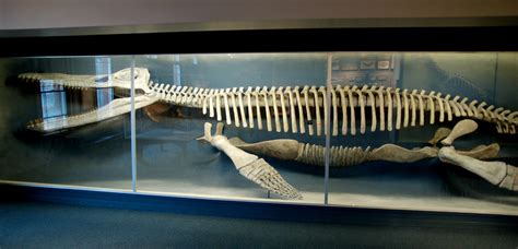 Kronosaurus Skeleton | Kronosaurus was a pliosaur and the la… | Flickr