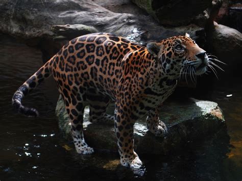 Jaguar Animal Facts