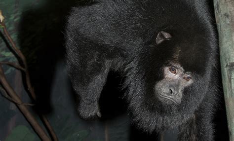 Black howler monkey | Smithsonian's National Zoo and Conservation ...