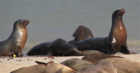 Galapagos Islands Wildlife Tour | Nichols Expeditions