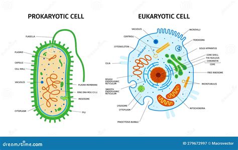 Prokaryotic Eukaryotic Cells Composition Stock Vector - Illustration of body, function: 279672997