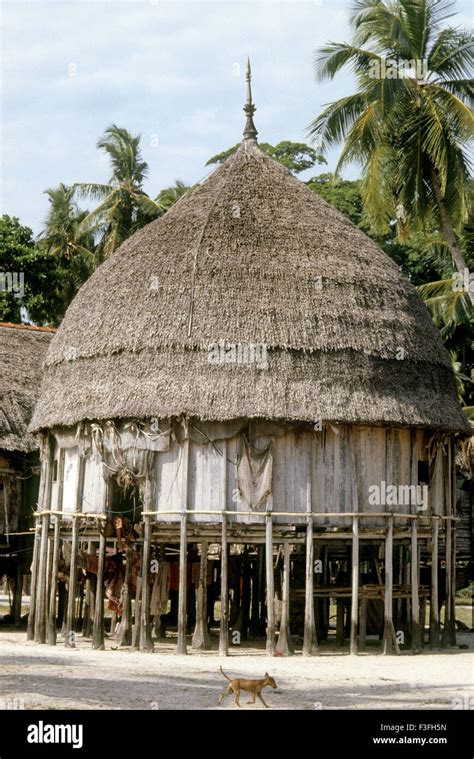 Nicober hut ; Nicober tribal life at Andaman and Nicobar Island ; India Stock Photo - Alamy