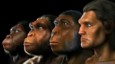 evolución del humano 2