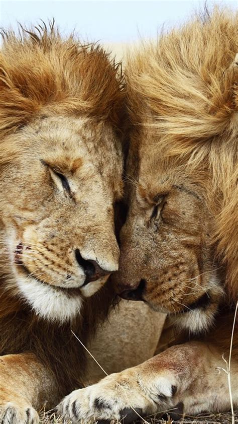 Lion Couple Wallpapers - Wallpaper Cave