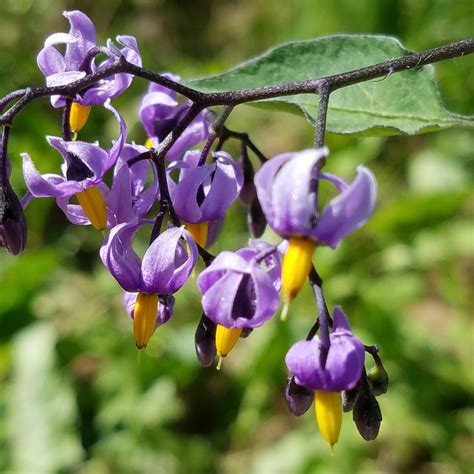 Solanum dulcamara, Bittersweet Nightshade in GardenTags plant encyclopedia