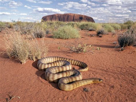 World Visits: Sahara Desert Animals Dangers Animal's