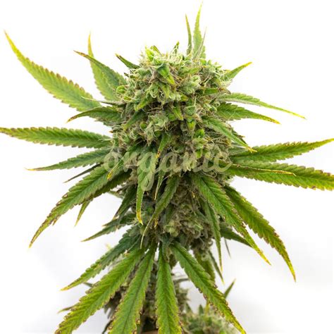 Stardawg Feminized Seeds - Organic Catalog Cannabis Seeds