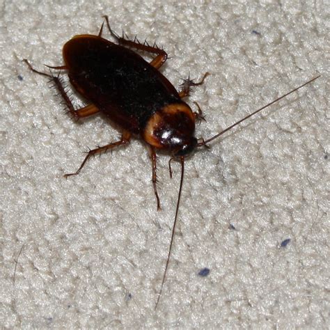 File:American cockroach 8-15-2009.jpg - Wikimedia Commons