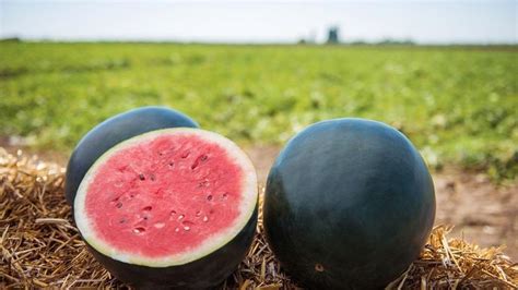 What are Japanese Watermelons?