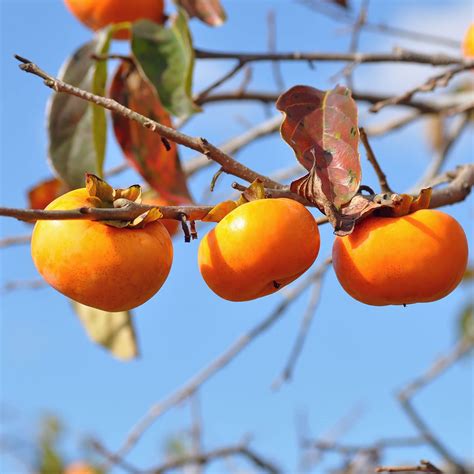 Persimmon Tree