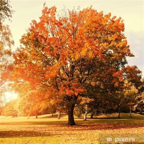 Wall Mural maple tree in autumn - PIXERS.US