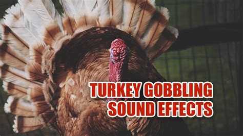 Turkey Sounds 🦃 Turkey Sound Effects 🦃 Turkey Gobbles - YouTube