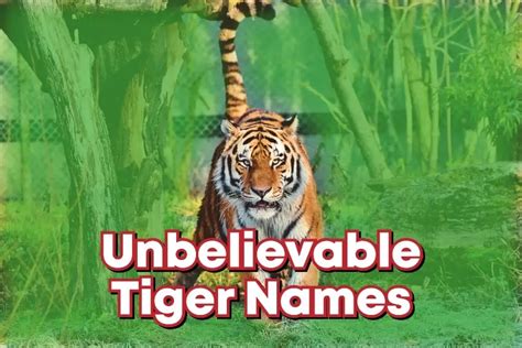 700+ Unbelievable Tiger Names (Our Top Choices)