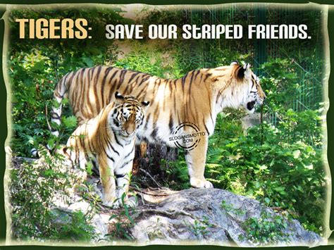 Save Tigers Slogans