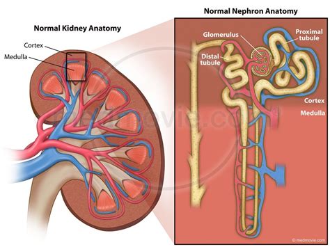 Normal Kidney Anatomy – Medmovie.com