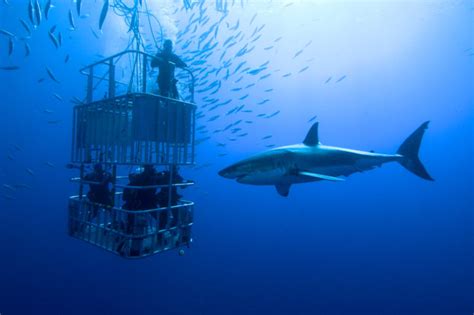 Cage diving with great white sharks coming to Nova Scotia this summer ...