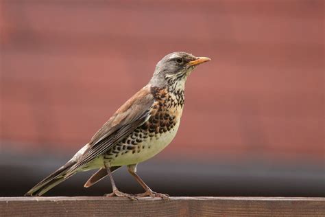 Fieldfare: call, food & migration - Plantura