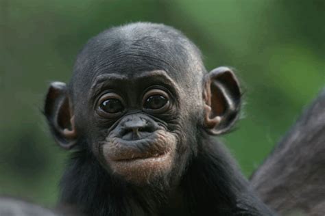 Science Sparks: Bonobo Monkey