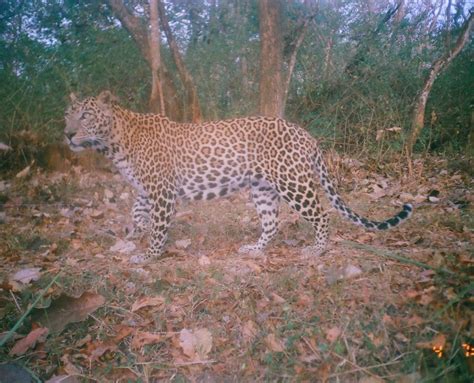 The Western Ghats of India: conserving a biodiversity hotspot - S.P.E.C.I.E.S.