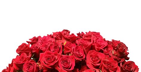 Red Roses White Background Free Stock Photo - Public Domain Pictures