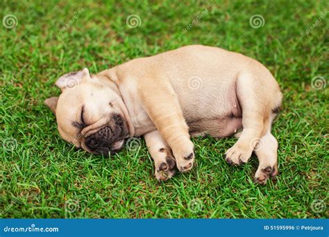 How Much Should A French Bulldog Puppy Sleep