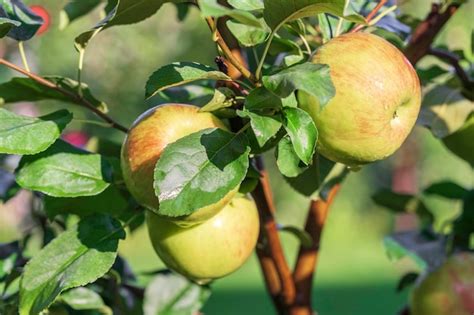 Premium Photo | Apple orchard