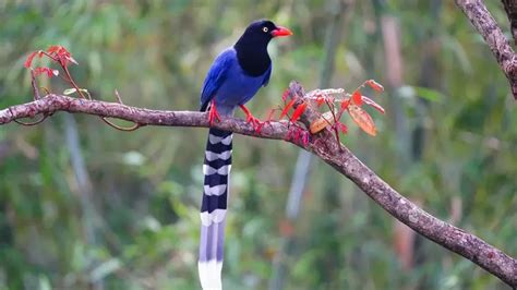 Fun Taiwan Blue Magpie Facts For Kids | Kidadl