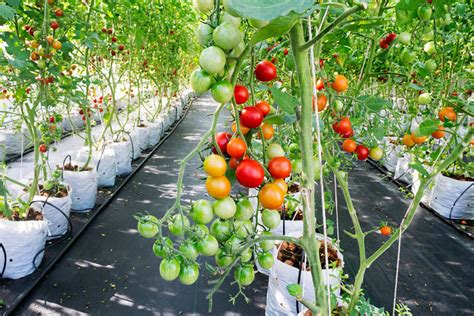 Follow These Simple Steps to Grow Tomatoes Indoors - Every Day Home ...