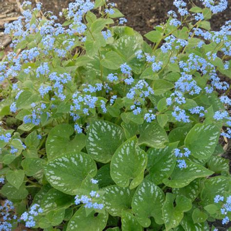 Brunnera macrophylla 'Langtrees' | Perennial Resource