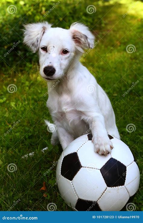 Dalmatin White Puppy Dog Play with Soccer Football Ball Stock Image - Image of doggy, puppy ...