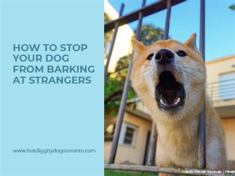 How to Stop Your Dog from Barking at Strangers