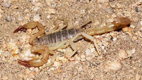 Cuyamaca Woods Mountain Journal: A Diversion to the Southern Sierra Nevada Mountains: "Scorpion ...