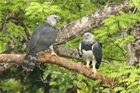 A Top Predator in Belize: The Harpy Eagle | Whitehawk Birding Blog