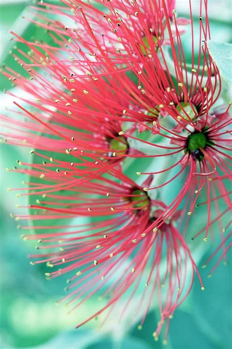 Metrosideros Mexicana Flowers Photograph by Anthony Cooper/science ...